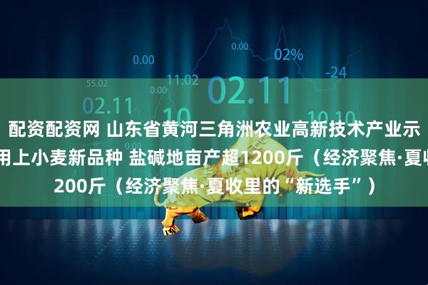 配资配资网 山东省黄河三角洲农业高新技术产业示范区种粮大户——用上小麦新品种 盐碱地亩产超1200斤（经济聚焦·夏收里的“新选手”）